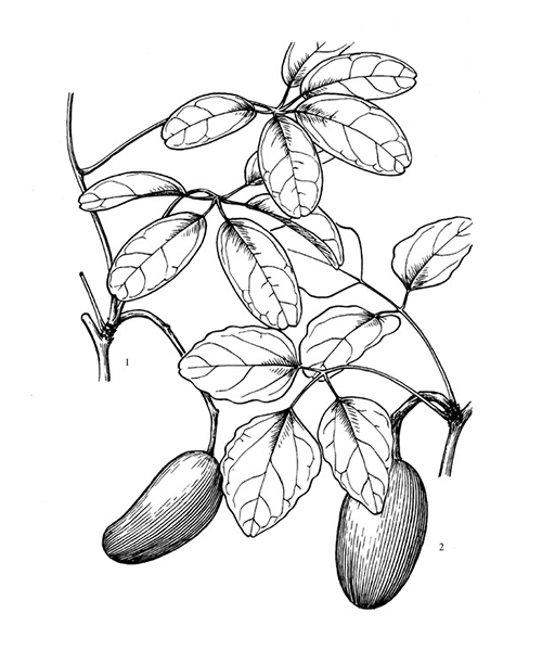 Natural compounds from  Akebia quinata